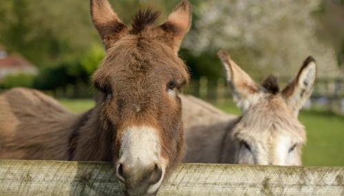 Luccombe Farm Holiday Cottages - Foto 4