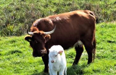 Steewer Landhaus gemütliche Ferienwohnung bis 6 Pers in ruhiger Ortsrandlage - Foto 35