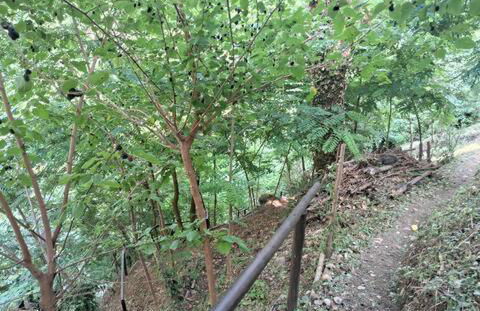 Bellavista Iseo - Foto 33