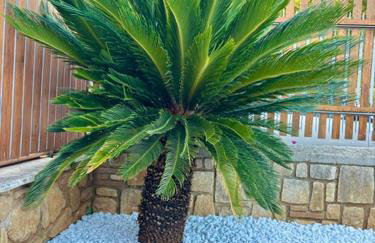 Summer House - Photo 58