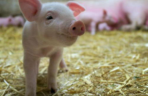 Bio-Ferienhof Scheckenbauer - Foto 27