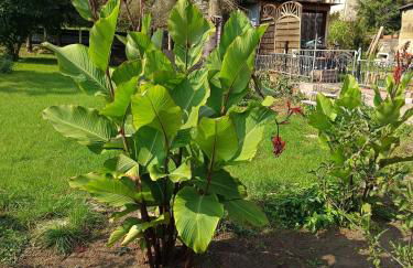 Haus Irene - Foto 16