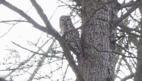 Roscoe Cottage Pet Friendly - Foto 2