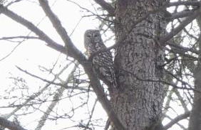 Roscoe Cottage Pet Friendly - Photo 2