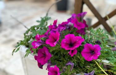 Trulli Balè - Foto 10