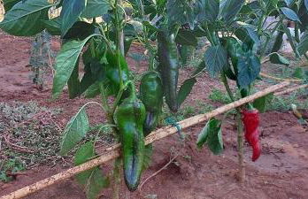 Villa PARADISO - Tra Ulivi e Tramonti da Cartolina - Foto 58