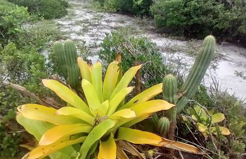 Casa Aratu Guaiú Barra de Mamanguape - Photo 37