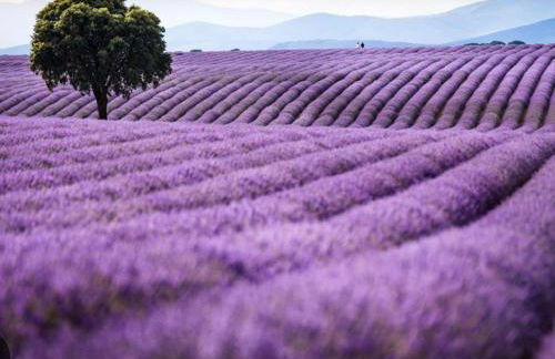 Casa del Espliego - Foto 39