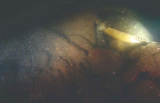 Immersione serale a Ilhabela - Foto 6