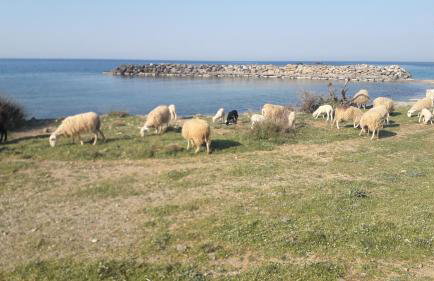 Zorbas Rooms - Photo 25