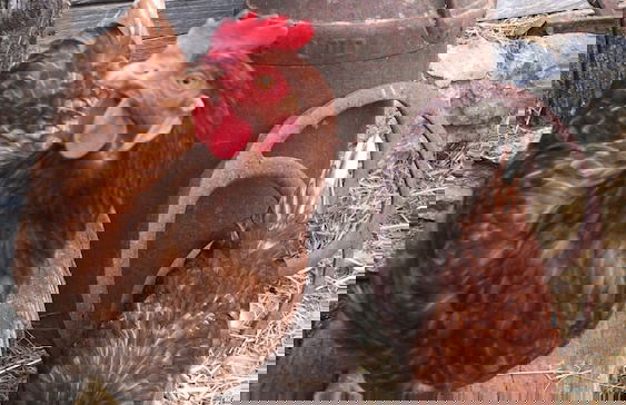 Coombeshead Farm - Foto 30