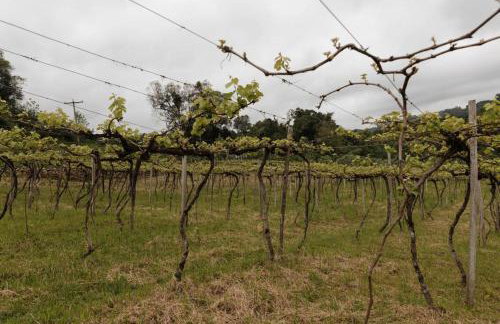 Cabanas Vinsanto - Foto 54