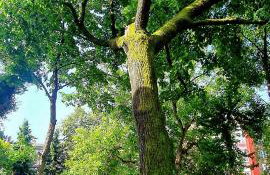 Blue Diamond **** - Foto 28