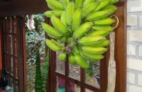 Sítio em área rural, ao pé da Serra Gaúcha. - Foto 41