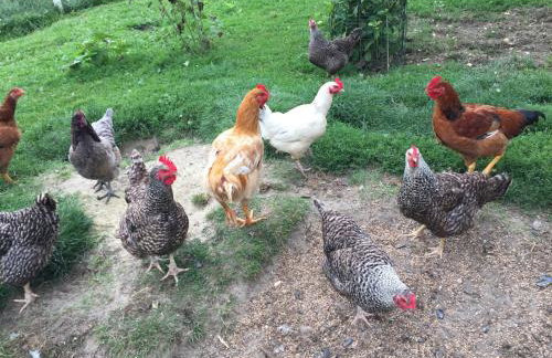 Les Galets - Foto 51