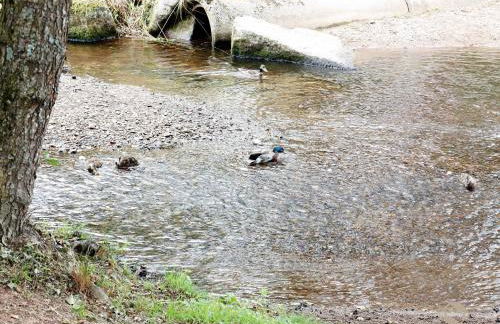 Ferienwohnungen Seeblick - Foto 6