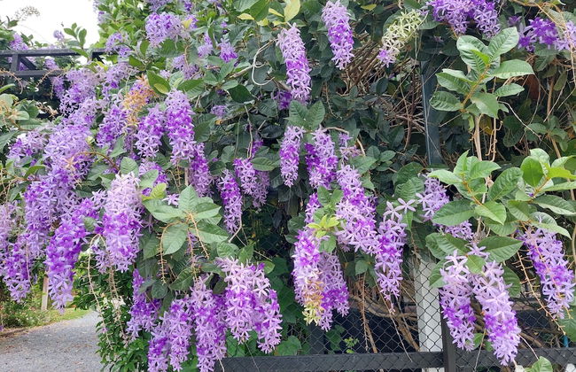 Tung Na Pa Suan Farmstay - Photo 15