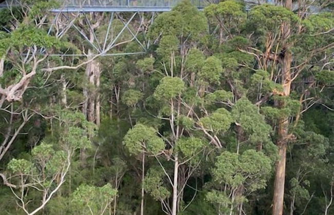 Tinglewood Cabins - Foto 11