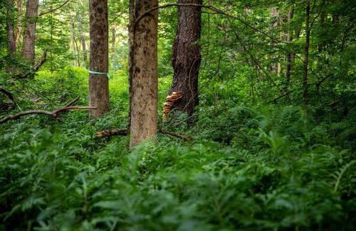 Cozy Luxury Cabin w Hot Tub, Fire Pit, King Bed - Foto 41