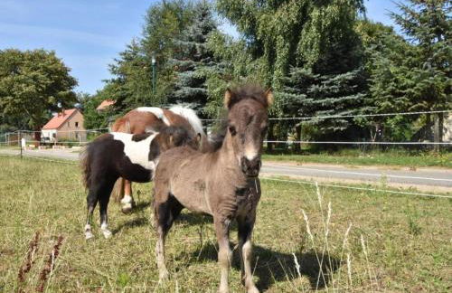 Gutshof Detershagen L - Foto 33