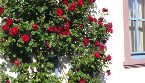 Ferienwohnung in ehemaliger Bank - Foto 4