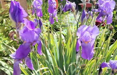 Les Chanterelles La souris des champs - Foto 61