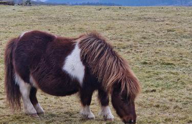 Misty Mountain Log Cabin - Trawsfynydd - Foto 18