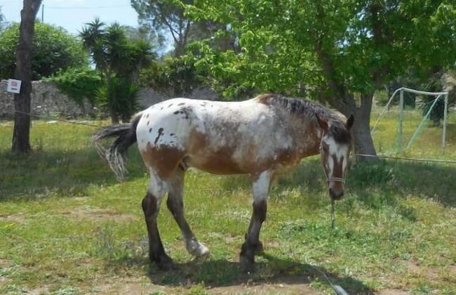 Villa Conca Marco - Photo 37