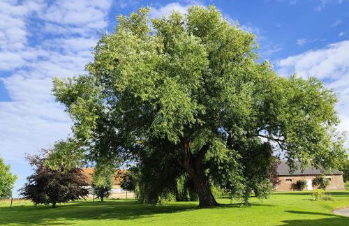 Beau soleil - Foto 2