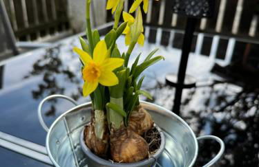 Wohlfühloase Brombachsee - Foto 3