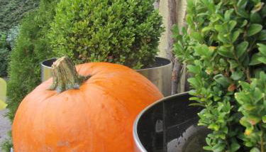 Haus Sonnenblick - Foto 2, Garden