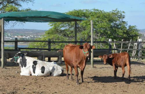 FLAT MONTE CASTELO GRAVATÁ 2 QUARTOS COM AR CONDICIONADO - WIFi - Foto 36