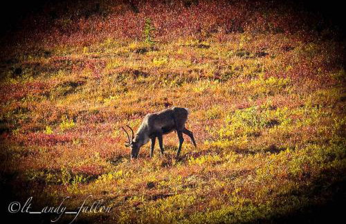 Northern Lights Log House w/ Sauna - Foto 39