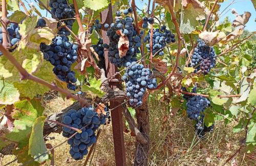 Traditional Creta stone house in serenity village - Foto 68