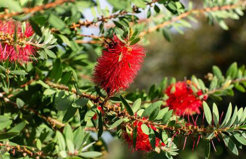 Domaine de Bordaberry - Jardin & superbe piscine - Foto 48