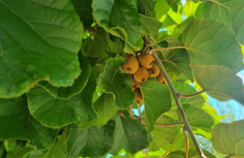 Traumhafte Gartenwohnung in Überlinger Hanglage - Zur goldenen Kiwi - Foto 20