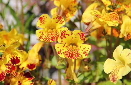 Palmallet Cottage - Foto 23