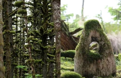 Rustic Cabin Rental for a Secluded Escape to Whale Island, Alaska - Foto 16