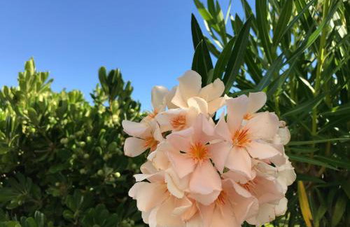 Sea Breeze Apartments Chios - Photo 46