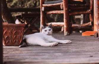 B&B Le Corone - Chalet nel Bosco - Photo 31