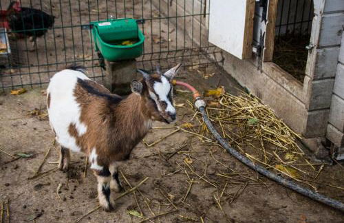 gites de Warincthun - Foto 11