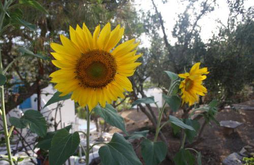 Meltemi Studios and Apartments - Photo 27