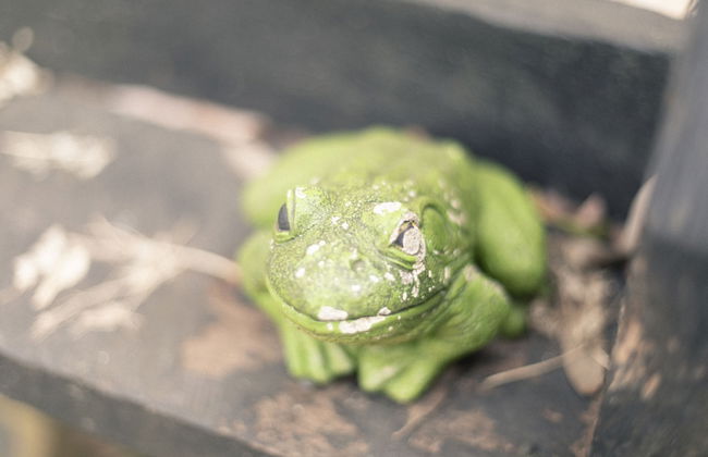 Shakespearean Inspired Holiday Resort - Foto 29