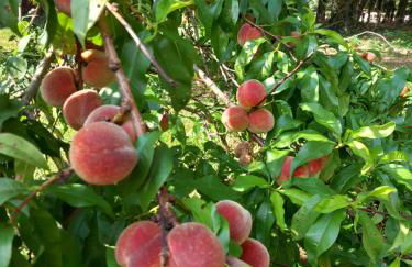 Clos des Loriots - Foto 26