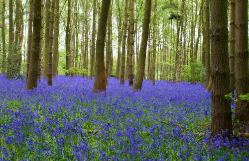 Hidden cottages 2 bed cottage in peaceful surroundings with log burner - Foto 11