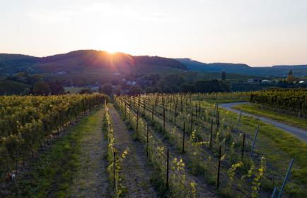 Pension Breitenauer See - Foto 102