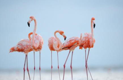 L'oiseau bleu - Foto 54