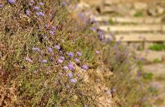 cabaña do rei - Foto 61