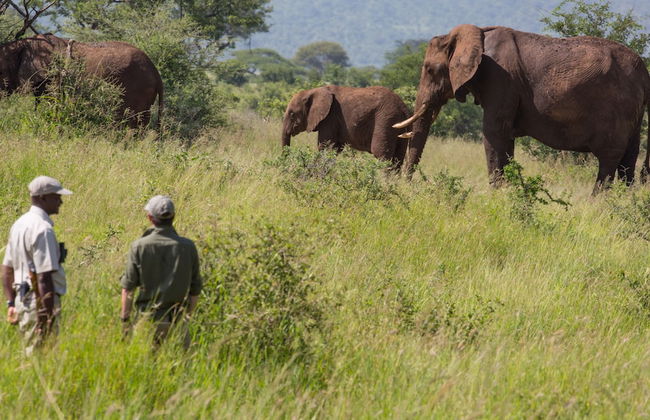 Elewana Tarangire Treetops - Foto 12