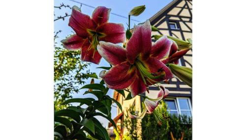 Holiday apartment in Salem with swimming pool - Foto 5, Other